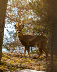 deer in the forest