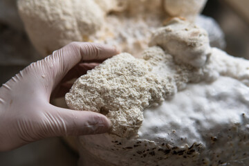 Hericium erinaceus medicinal mushroom nootropic. Fruiting bodies of Hericium erinaceus prepared for reception © contentdealer
