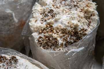 Hericium erinaceus medicinal mushroom nootropic. Fruiting bodies of Hericium erinaceus prepared for reception