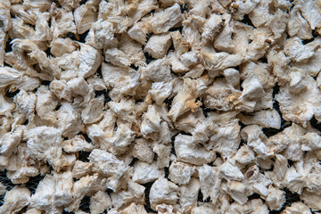 Hericium erinaceus is a popular mushroom nootropic. Medical mushrooms for mental health