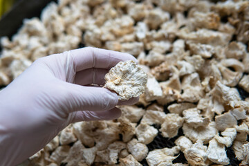 Hericium erinaceus medicinal mushroom nootropic. Fruiting bodies of Hericium erinaceus prepared for reception © kyrylovasyliev