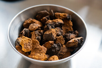 Chaga mushroom. Medicinal chaga mushroom. Inonotus obliquus