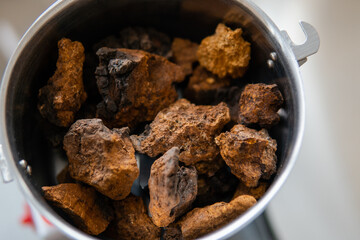 Chaga mushroom. Medicinal chaga mushroom. Inonotus obliquus