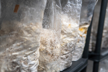 growing mushrooms in plastic bags. Cultivation of medicinal mushrooms, mushroom kingdom