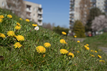 SPRING - Dandelions on the lawn of a housing estate in the city