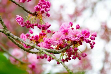 Japanische Zierkirsche