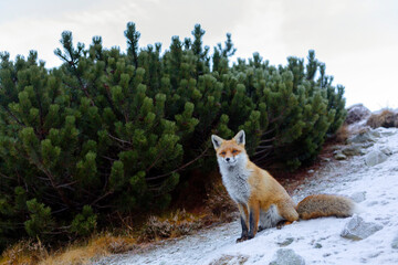 Red fox sitting in the natural environment, High Tatra Mountains - the mountain range and national park in Slovakia