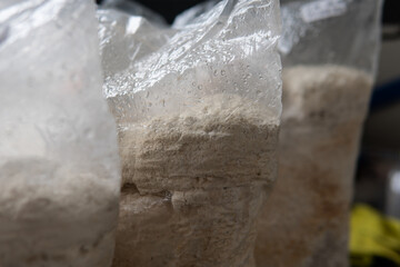 Hericium erinaceus - Medicinal mushrooms for mental health. Lions mane close-up fungi © contentdealer