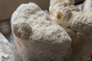 Hericium erinaceus is a popular mushroom nootropic. Medical mushrooms for mental health