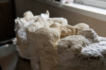 Hericium erinaceus medicinal mushroom nootropic. Fruiting bodies of Hericium erinaceus prepared for reception