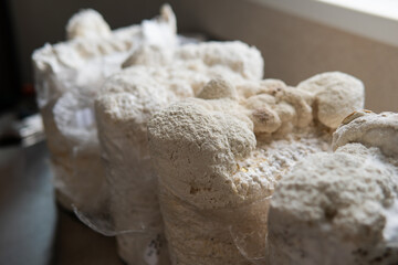 Hericium erinaceus is a popular mushroom nootropic. Medical mushrooms for mental health