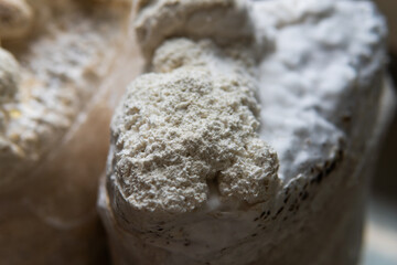 Hericium erinaceus - Medicinal mushrooms for mental health. Lions mane close-up fungi