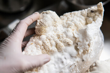 Hericium erinaceus medicinal mushroom nootropic. Fruiting bodies of Hericium erinaceus prepared for reception
