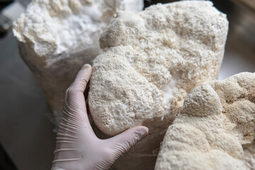 Hericium erinaceus - Medicinal mushrooms for mental health. Lions mane close-up fungi © contentdealer