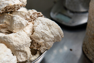 Hericium erinaceus - Medicinal mushrooms for mental health. Lions mane close-up fungi