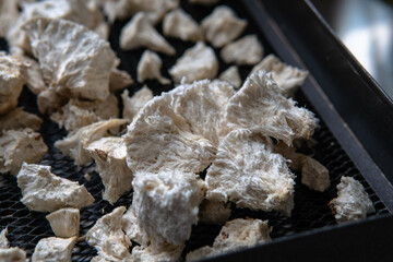 Hericium erinaceus is a popular mushroom nootropic. Medical mushrooms for mental health © kyrylovasyliev