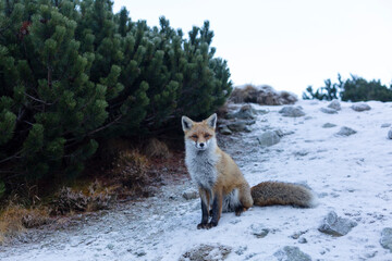 Red fox sitting in the natural environment, High Tatra Mountains - the mountain range and national park in Slovakia