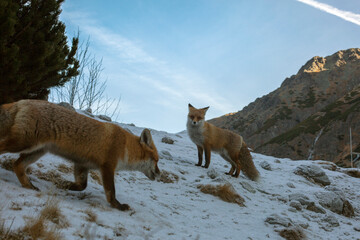 Red foxes in the natural environment, High Tatra Mountains - the mountain range and national park in Slovakia