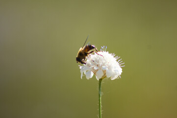 Closeup of bee pollinating a field scabious flower with green blurred background