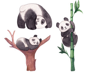watercolor pandas isolated elements