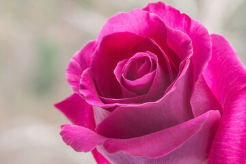 Pink rose on colorful background.