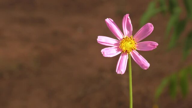Cosmea flower or Cosmos (Latin Cosmos) on a summer day 