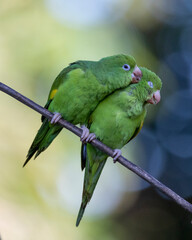 A couple dating from Plain Parakeet perched on branch. Species Brotogeris chiriri. It is a typical parakeet of the Brazilian forest. Birdwatching. Birding. Parrot. Valentine's Day. Kindness