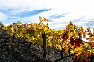 Vineyards in winter located on mountain slope on black volcanic lava soil, wine making on La Palma island, Canary islands, Spain