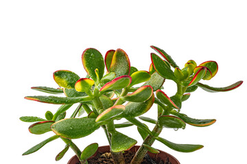 money tree branches on a white background