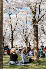 Family, friends, people having a picnic under sakura trees. Pastime with family in the park with cherry blossom trees, enjoy springtime and cherry blossom festival. Sunny holidays. © Jannissimo