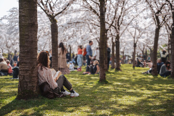 Family, friends, people having a picnic under sakura trees. Pastime with family in the park with...