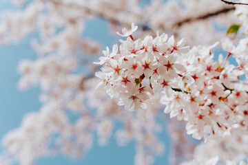Naklejka premium Spring floral background. Blooming sakura with white flowers in spring. Cherry blossom branches against the blue sky, close up. Cherry blossom festival