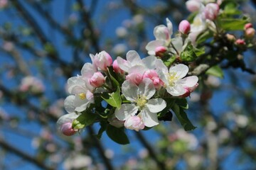 Obraz premium Cerisier en fleur