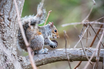 Naklejka na ściany i meble Eastern Gray Squirrel - Sciurus carolinensis - sitting on a branch eating a nut - Arlington, Virginia