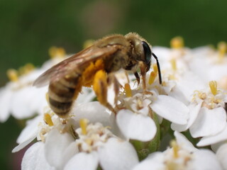 Halictus sp. sucking nectar