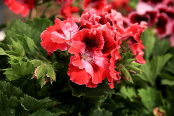 Pelargonium Hybridum flowers in the garden