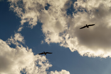 Birds in the clouds