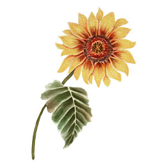 Sunflower watercolor illustration. Summer.Ukraine.