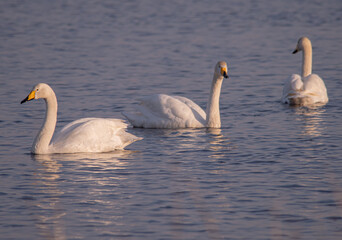 Fototapeta premium オオハクチョウの群れ（北海道苫小牧市ウトナイ湖） / Whooper Swan Flock (Lake Utonai, Tomakomai City, Hokkaido)