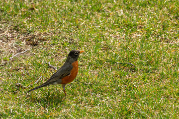 American Robin