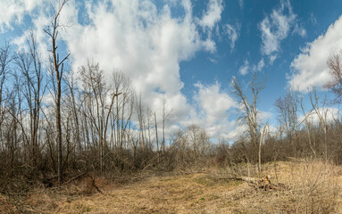 Blue sky with white clouds over wild forest
