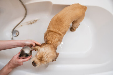 American cocker spaniel in the bathroom. Grumer washes the dog with foam and water. View from...