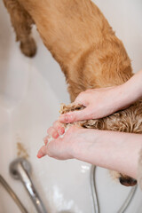 Close up of female hands are washing dog ears in the bathroom. First person view.