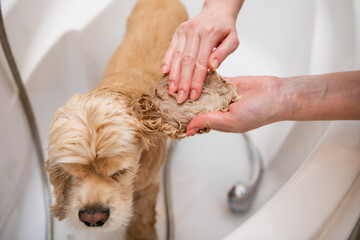 Female hands are washing dog ears in the bathroom. Close-up. Grumer washes the dog with foam and water.