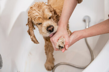 Groomer washing paw of american cocker spaniel standing in bathroom © o_lypa