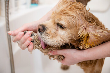 Groomer washing paw of American cocker spaniel standing in the bathroom. The dog licks its paw...