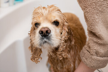 Sad wet american cocker spaniel in the bathroom while washing. The dog looks into the camera.