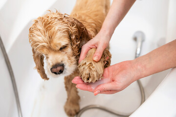 Groomer washing dog's paws in the bathroom. A female hand washes a spaniel's paw with shampoo. - obrazy, fototapety, plakaty