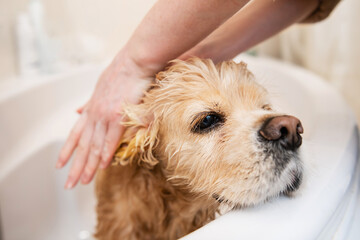 A close-up of a female hand is washing dog ears in the bathroom. Dog muzzle close-up.
