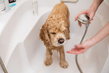 Woman washing american cocker spaniel standing in bathroom